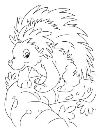 porkypine Colouring Pages