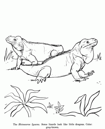 Animal Drawings Coloring Pages | Rhinoceros Iguana animal 