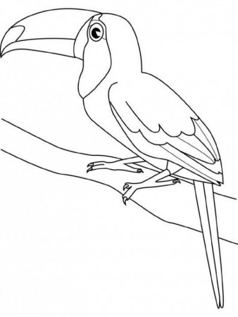 Download Toucan Bird Coloring Page For Kids Or Print Toucan Bird 