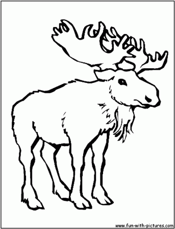 Realistic Moose Coloring Pages Kids Colouring Pages 244799 Moose 