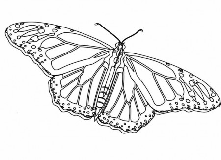 Monarch Butterfly Coloring Sheet - Butterfly Cartoon Coloring 