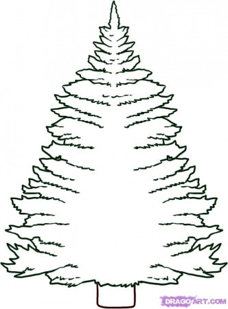 eastern white pine tree Colouring Pages (page 3)