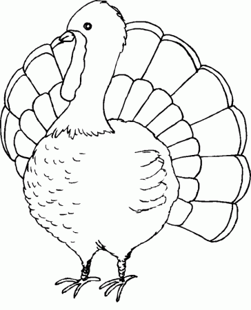 Coloring Pages Of Turkeys For Thanksgiving | 99coloring.com