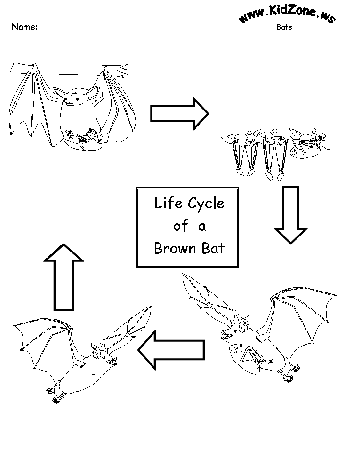 Bat Activity Sheets - Lifecycle of a Brown Bat (No Words)