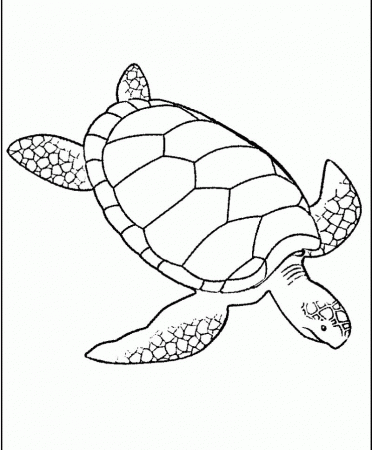 Turtle Wanted To Find A Coloring Page - Kids Colouring Pages