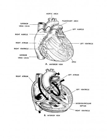 Free Anatomical Heart Printables! — Crafthubs