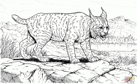 lynx coloring pages | Only Coloring Pages