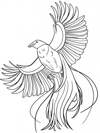 Bird of Paradise 3 Coloring Page - Free Printable Coloring Pages for Kids