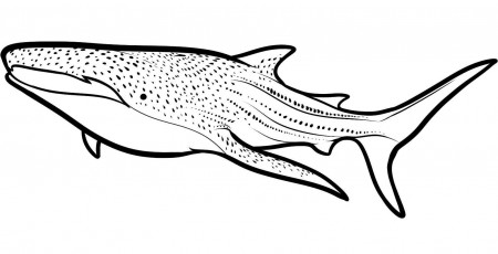 Free Printable Shark Coloring Pages : New Coloring Pages Collections