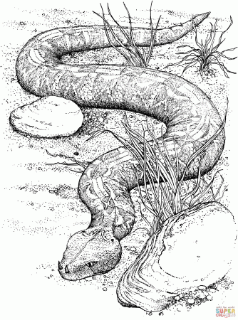 Southern Copperhead Snake coloring page | Free Printable Coloring ...