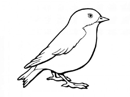 Sparrow coloring pages. Download and print Sparrow coloring pages