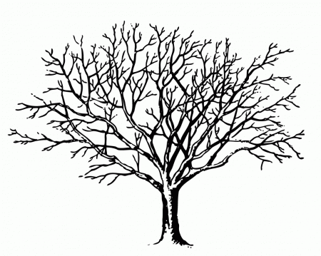 Tree Without Clipart - Clipart Kid
