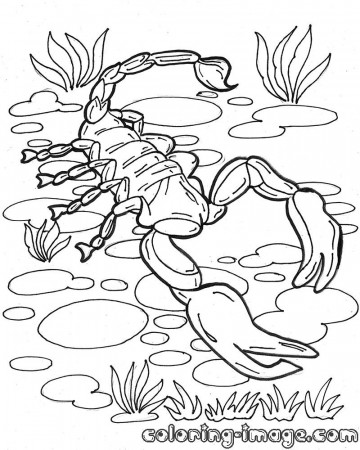 Scorpion Colouring Pages For Kids Coloring Home Tattoo depicting scorpions are very common among people. coloring home