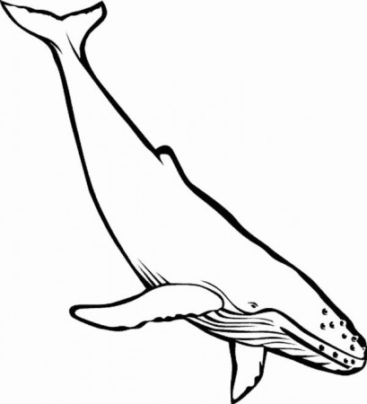 Blue Whale Coloring Page Lovely Blue Whale Coloring Download Blue Whale  Coloring | Whale coloring pages, Mermaid coloring pages, Blue whale