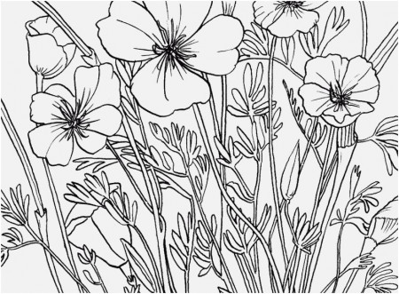 Poppy Coloring Sheets Display Printable Coloring Pages Poppy ...