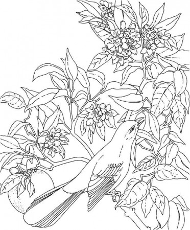 Hawaii state flower coloring page | Free Reference Images