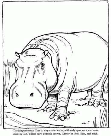 Hippo Coloring Page | Coloring Pages