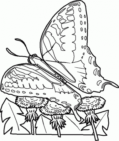 coloring-pages > insects-bugs-coloring-pics > SWALLOWTAIL-INSECTS 