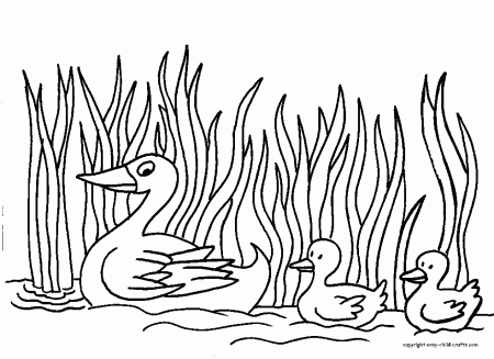duck-coloring-page- | Thema eenden kleuters / Duck theme preschool / …