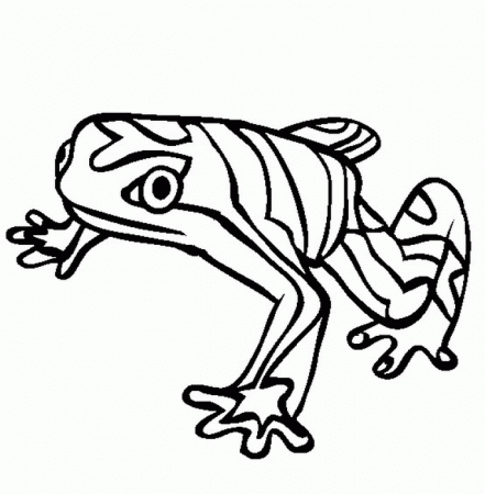 rainforest frog Colouring Pages