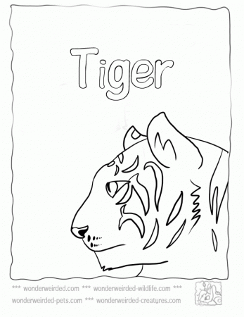 Tiger Coloring Pages,Echo's Free Coloring Pages Tiger Pictures to 