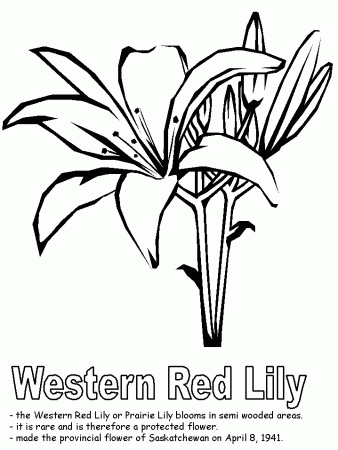 Western Red Lily Coloring Pages Free: Western Red Lily Coloring 