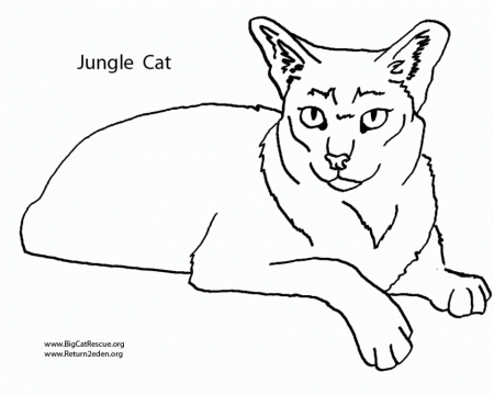 Get More Free Wild Cat Coloring Pages Hagio Graphic Jungle 230027 