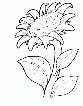 Download A Big Sunflower Will Shine Your Garden Coloring Pages Or 