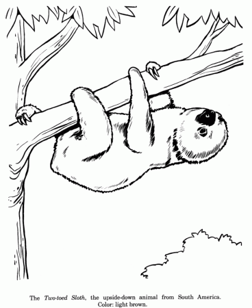 Animal Drawings Coloring Pages | Two-toed Sloth animal 