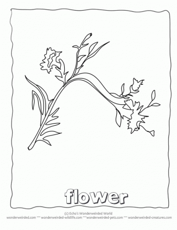 Carnation Flower Coloring Pages