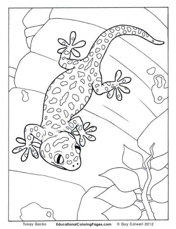 Crawly Creepers BookOne Coloring Pages | Animal Coloring Pages for 