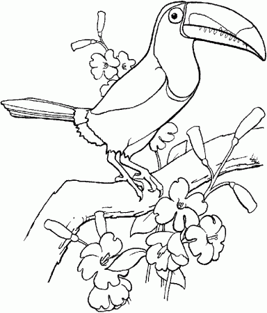 toucan in flight Colouring Pages (page 2)