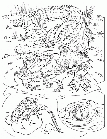 Crocodile coloring pages for kids printable | Coloring Pages