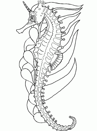 Seahorse Coloring Pages Online | Alfa Coloring PagesAlfa Coloring 