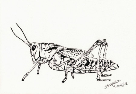 Grasshopper by Warr3 on deviantART
