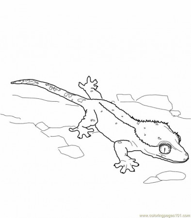 Coloring Pages Crested gecko lizard (Reptile > Lizard) - free 