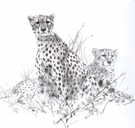 Cheetah by cosmogenesis on deviantART