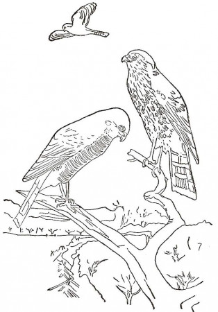 Hawk Bird Coloring Pages For Kids