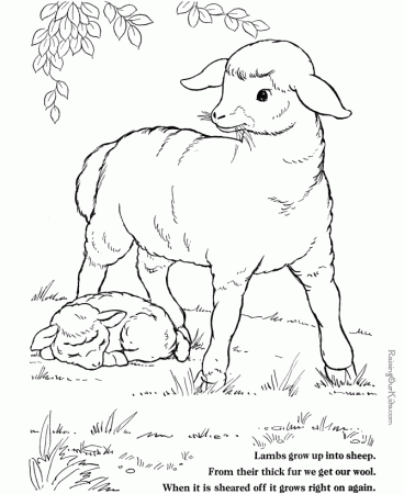 Sheep Coloring Pages For Kids 537 | Free Printable Coloring Pages