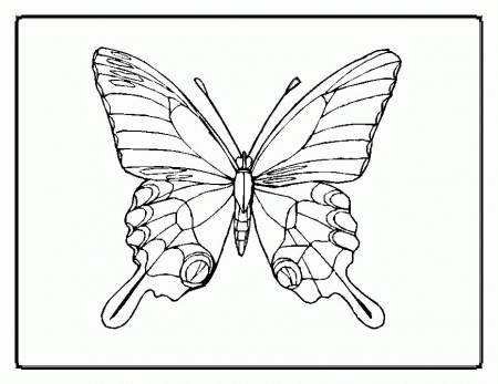 Coloring Pages Of Butterflies | Coloring Pages