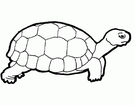 turtles coloring pages : Printable Coloring Sheet ~ Anbu Coloring 
