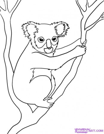 How to Draw a Koala, Step by Step, Rainforest animals, Animals 