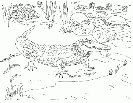 florida panther Colouring Pages (page 2)