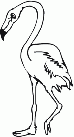 Flamingos Coloring Pages