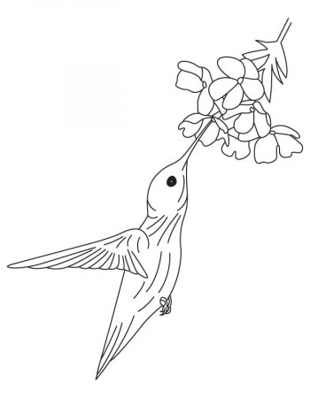Hummingbird and flower coloring pages | Download Free Hummingbird 