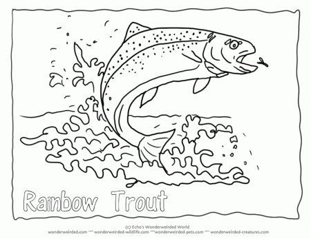 Rainbow Trout Coloring Page, Rainbow Trout Pictures for Fish 