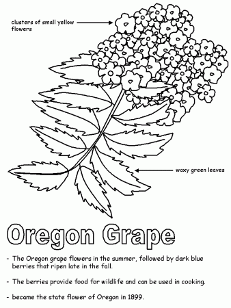 Oregon Grape with labels