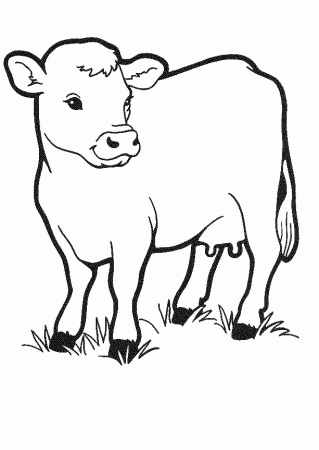 Pictures Of Cows To Color