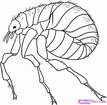 How to Draw a Flea, Step by Step, Bugs, Animals, FREE Online 