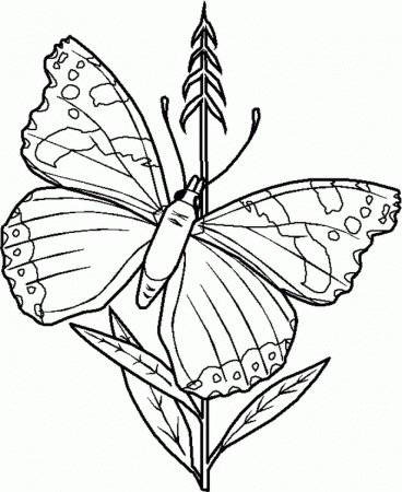 Insects And Bugs Coloring Pages Images & Pictures - Becuo